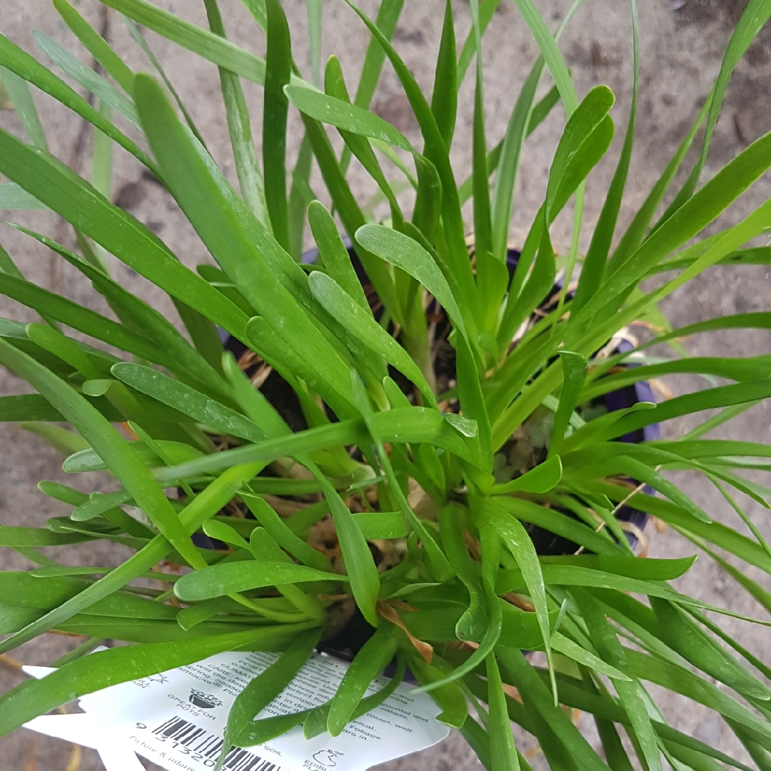 Chives Forescate in the GardenTags plant encyclopedia