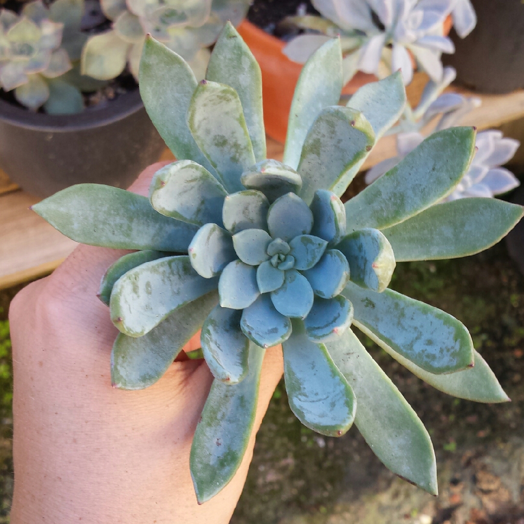 Echeveria Cleone in the GardenTags plant encyclopedia