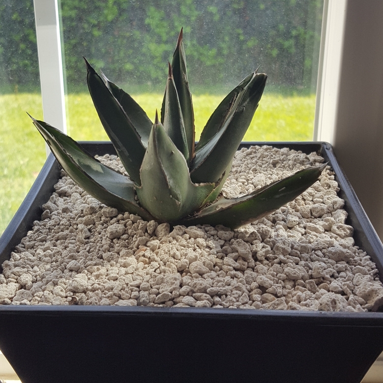 King Of The Agaves in the GardenTags plant encyclopedia