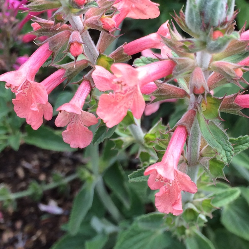 Texas Betony in the GardenTags plant encyclopedia