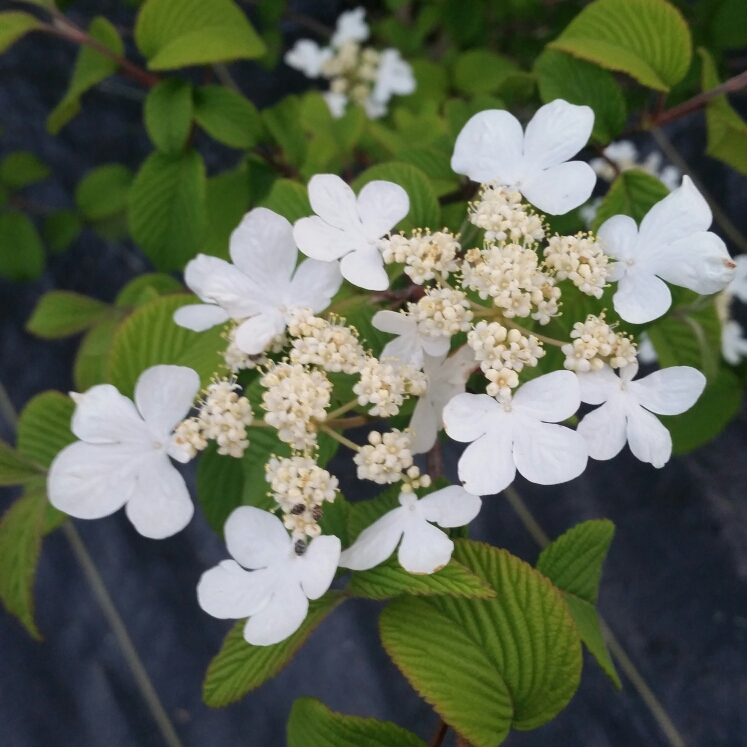 Japanese Snowball Shasta in the GardenTags plant encyclopedia