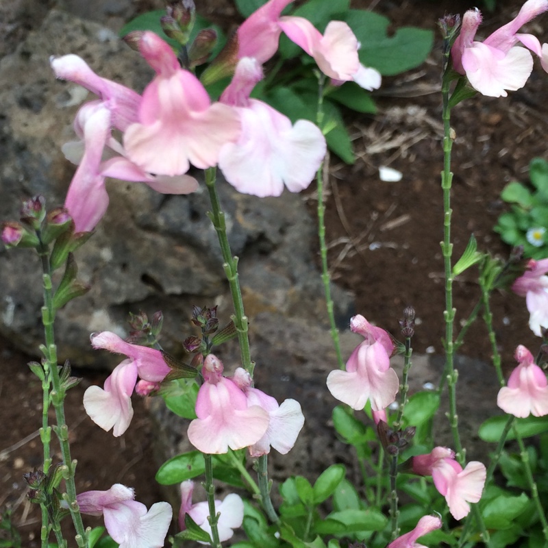 Salvia Sensation in the GardenTags plant encyclopedia