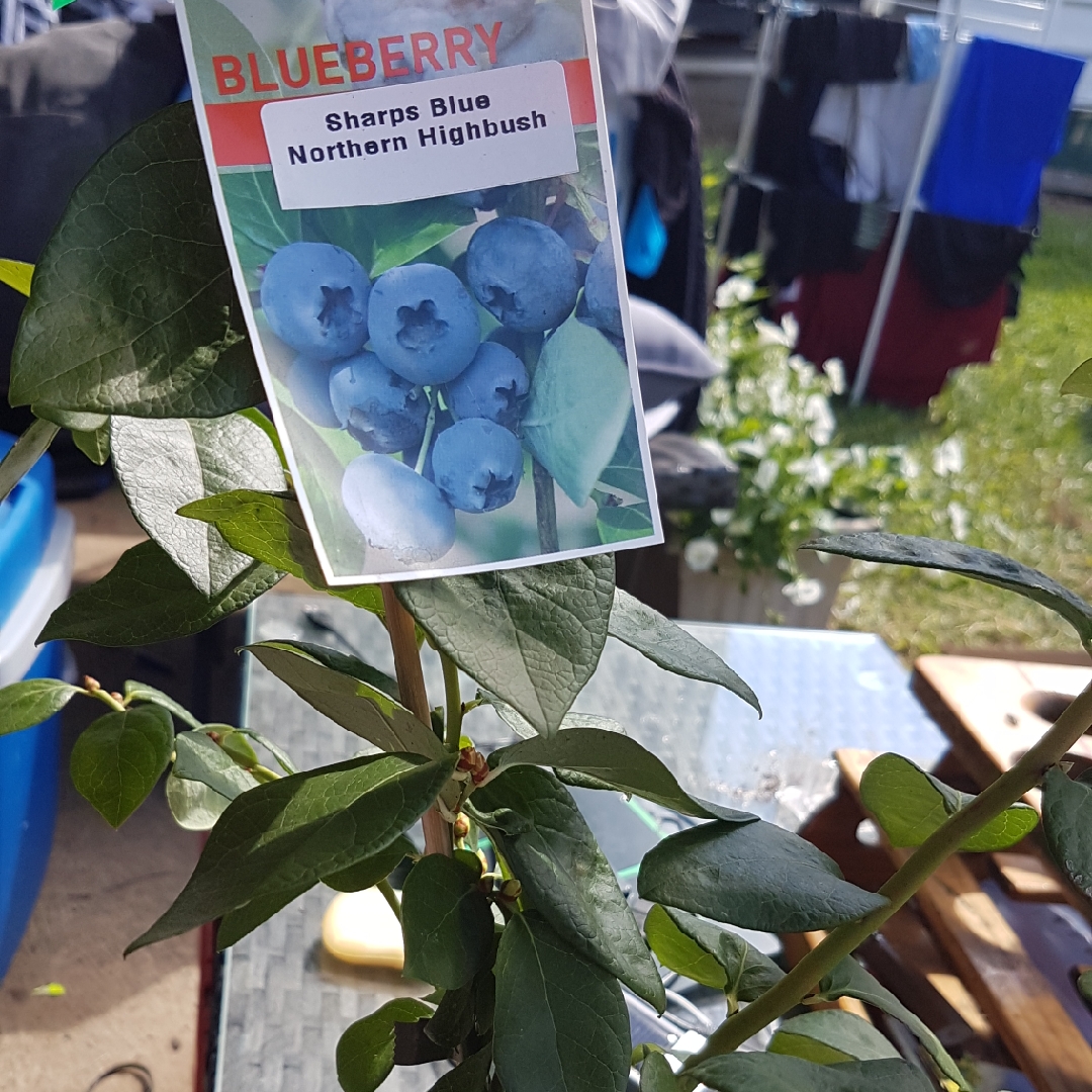 Blueberry Sharpblue in the GardenTags plant encyclopedia