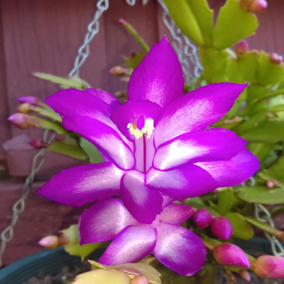 Zygocactus Millie in the GardenTags plant encyclopedia