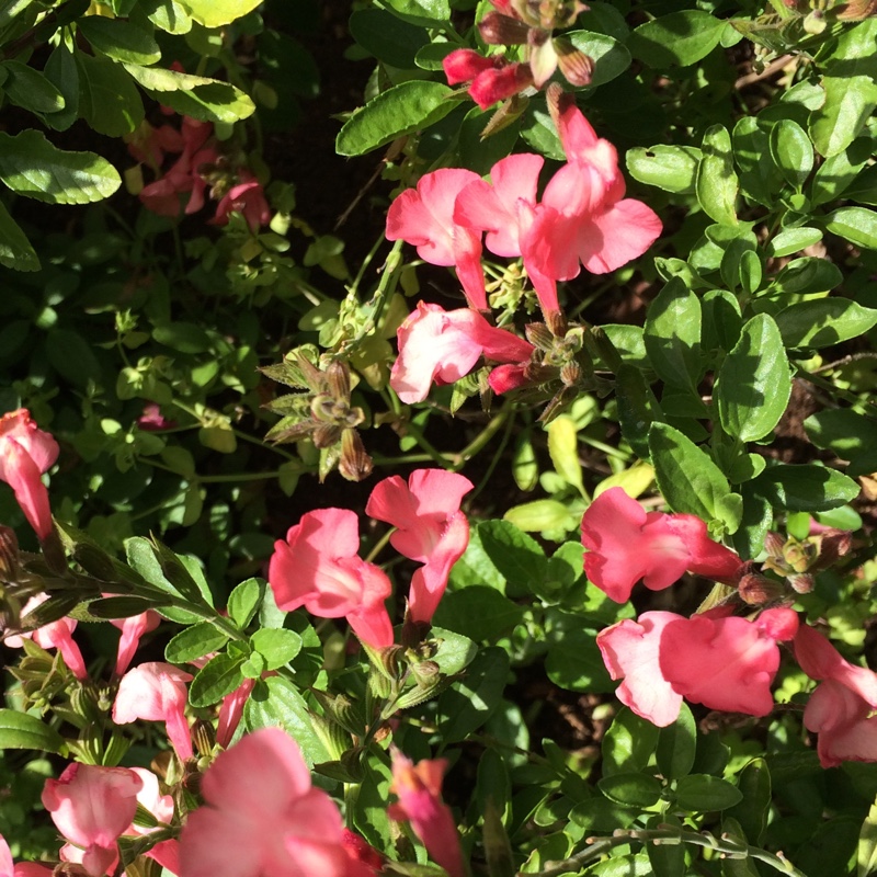 Salvia greggii 'Coral', Salvia Sierra Coral in GardenTags plant ...