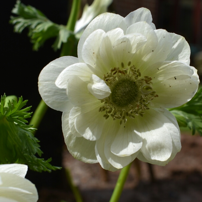 Anemone Harmony Double White in the GardenTags plant encyclopedia