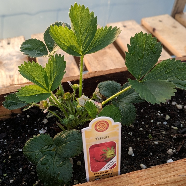 Strawberry Tristar in the GardenTags plant encyclopedia