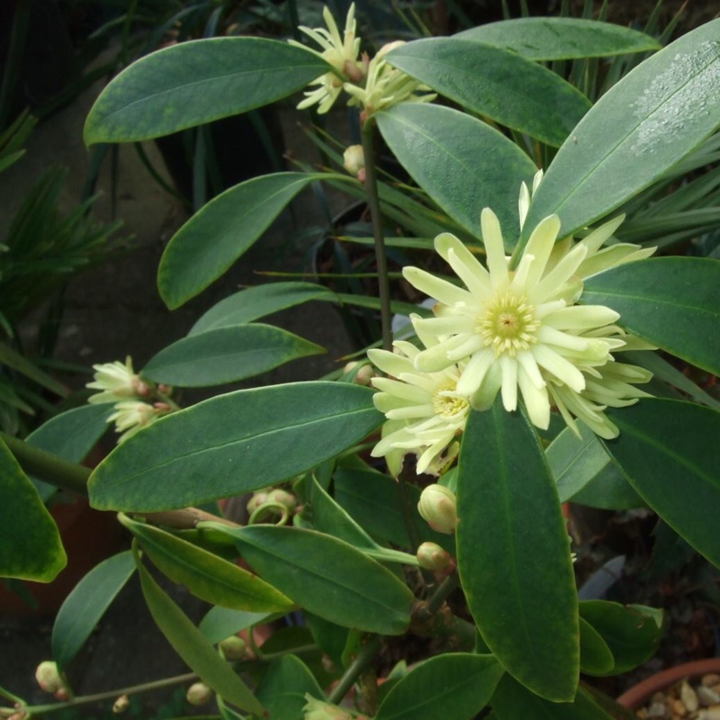 Illicium in the GardenTags plant encyclopedia