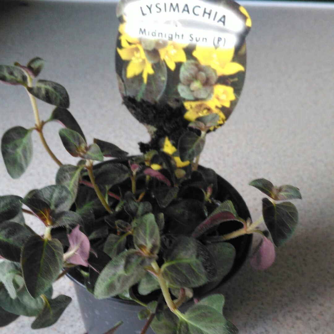 Creeping Jenny Midnight Sun in the GardenTags plant encyclopedia