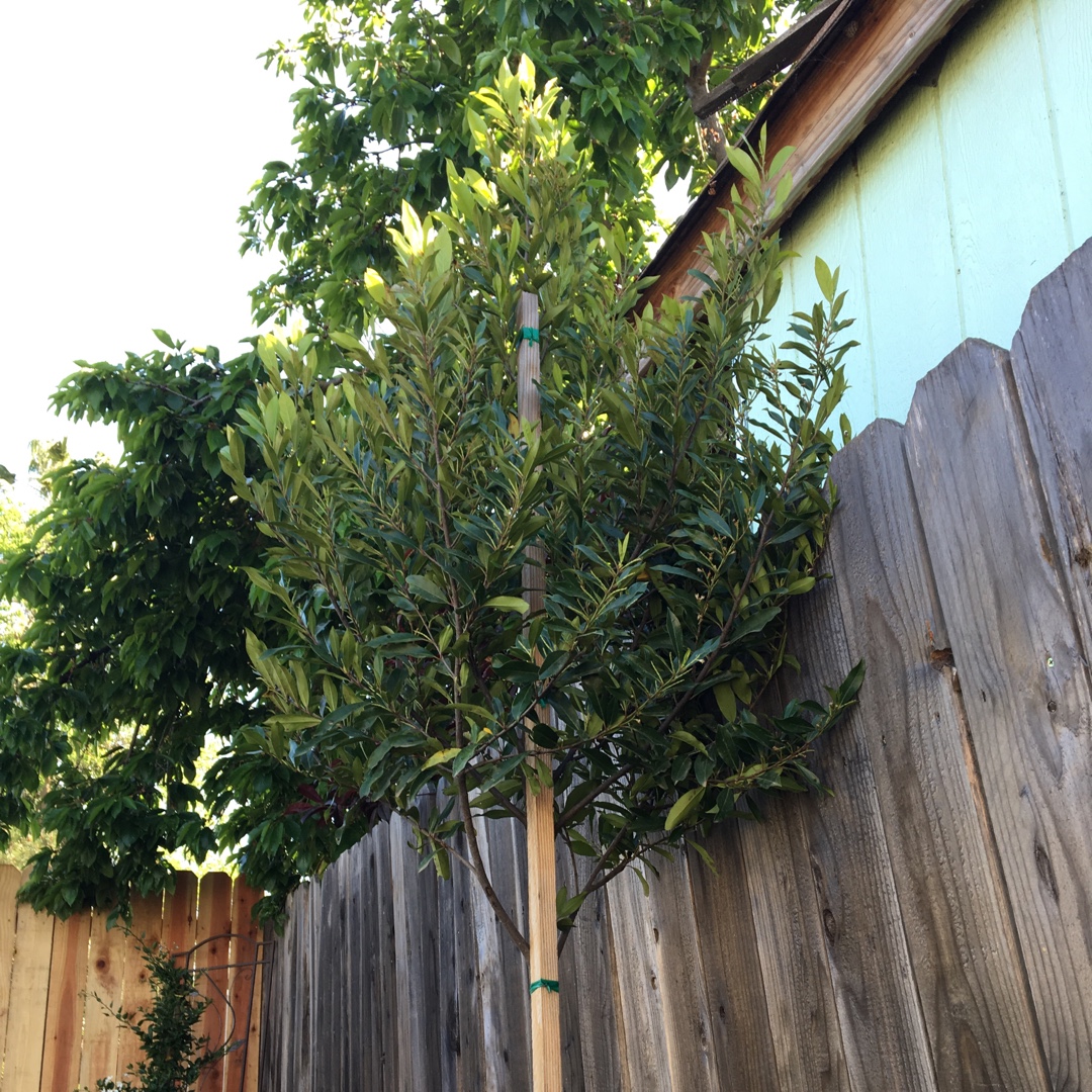 Dwarf Carolina Laurel Cherry in the GardenTags plant encyclopedia