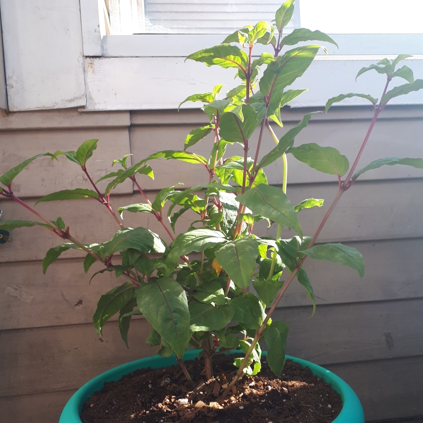 Fuchsia Double Otto in the GardenTags plant encyclopedia