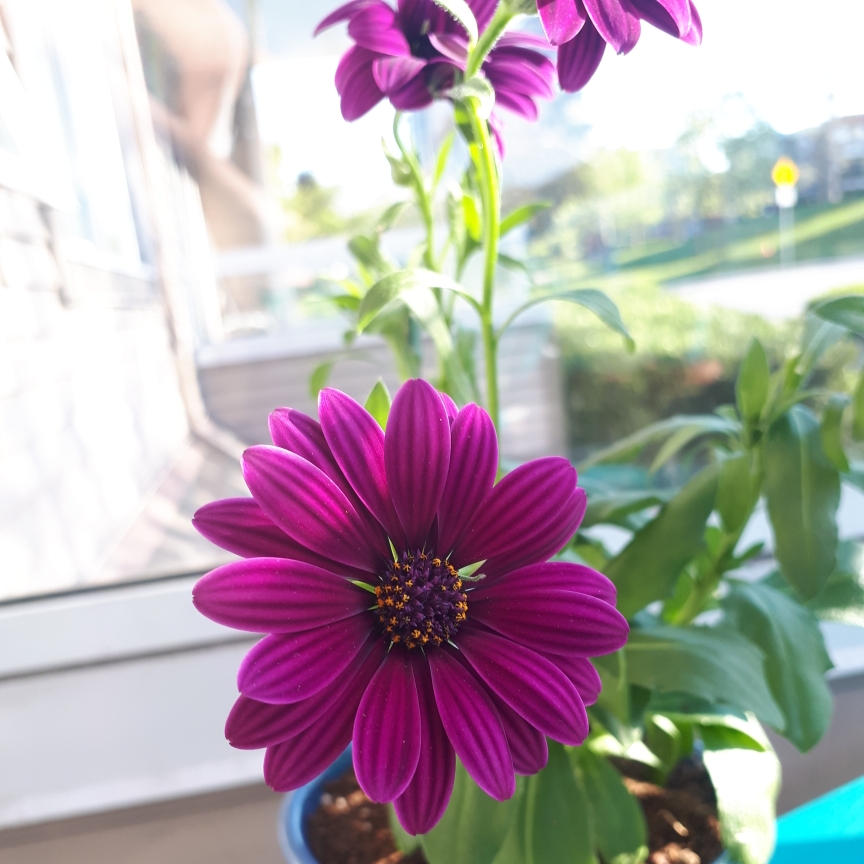 African Daisy Summertime Kardinal in the GardenTags plant encyclopedia