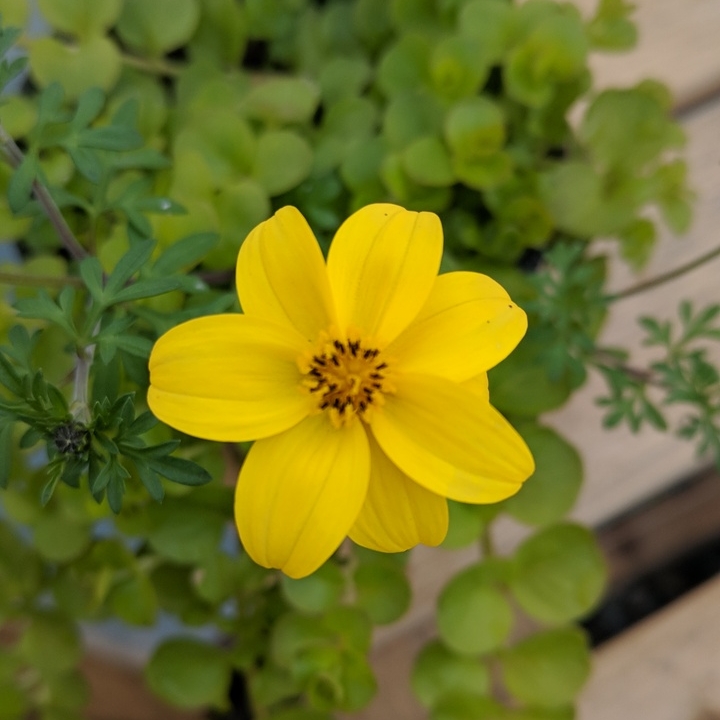 Bidy Gonzales Trailing in the GardenTags plant encyclopedia