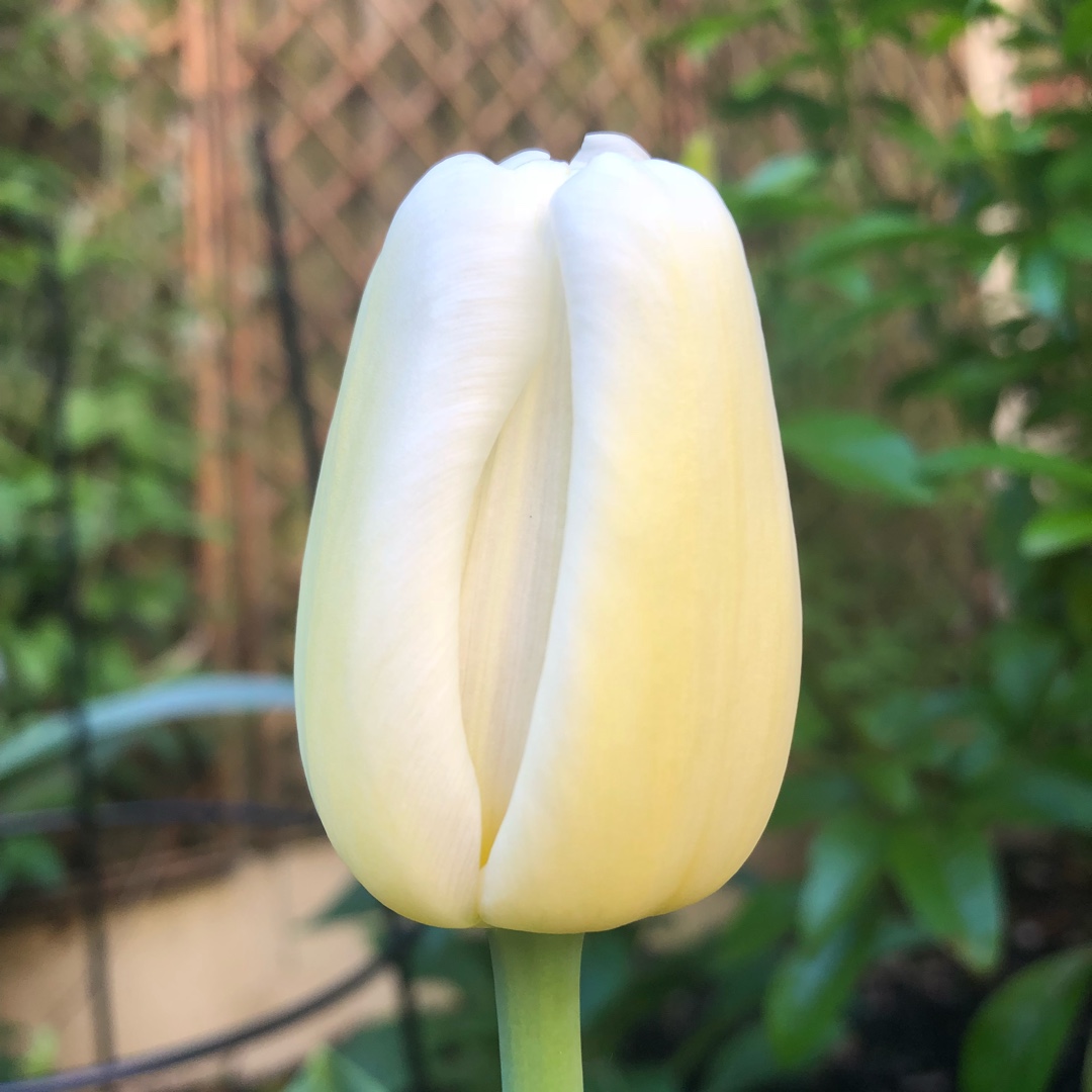 Tulip Antarctica (Triumph) in the GardenTags plant encyclopedia