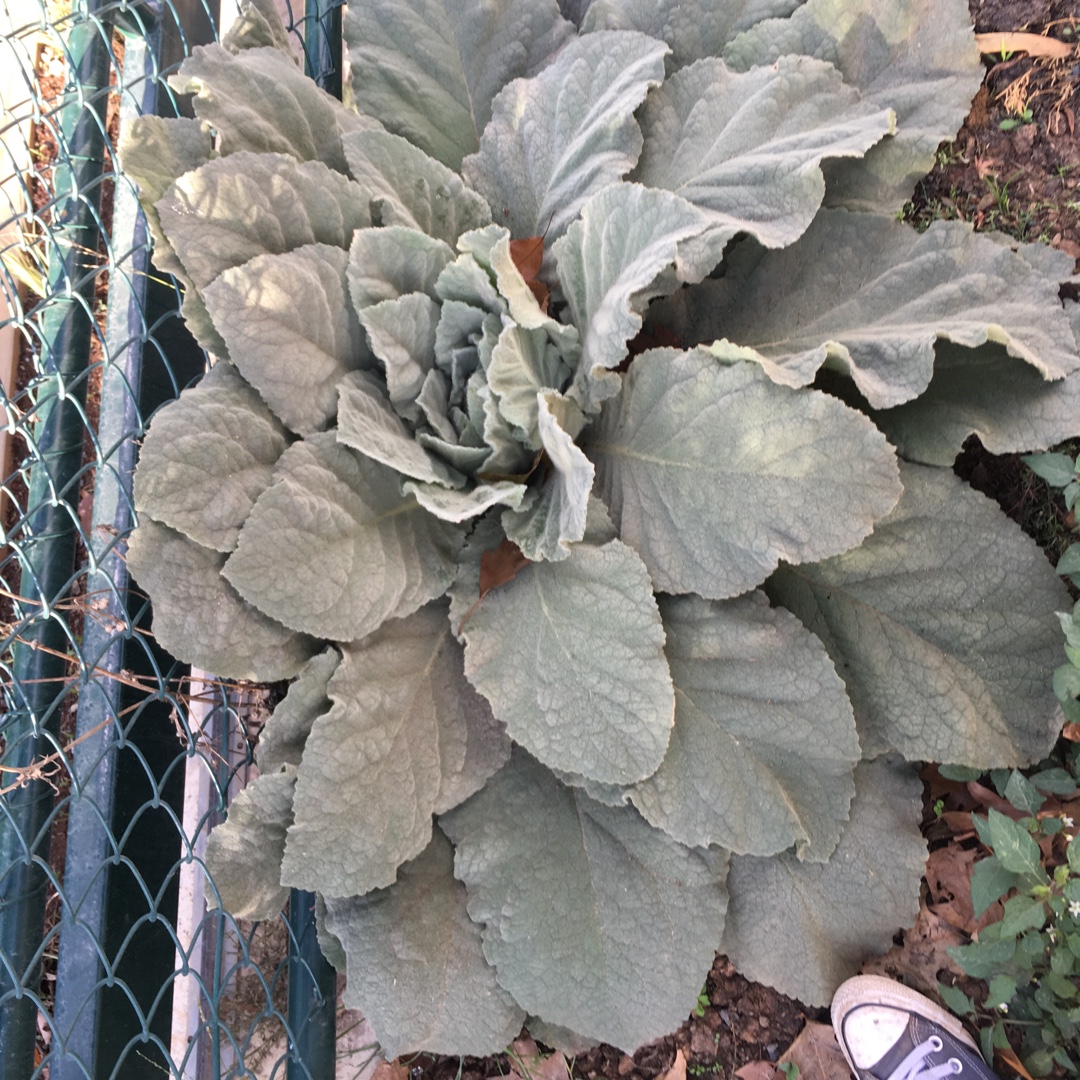 Silver Sage in the GardenTags plant encyclopedia