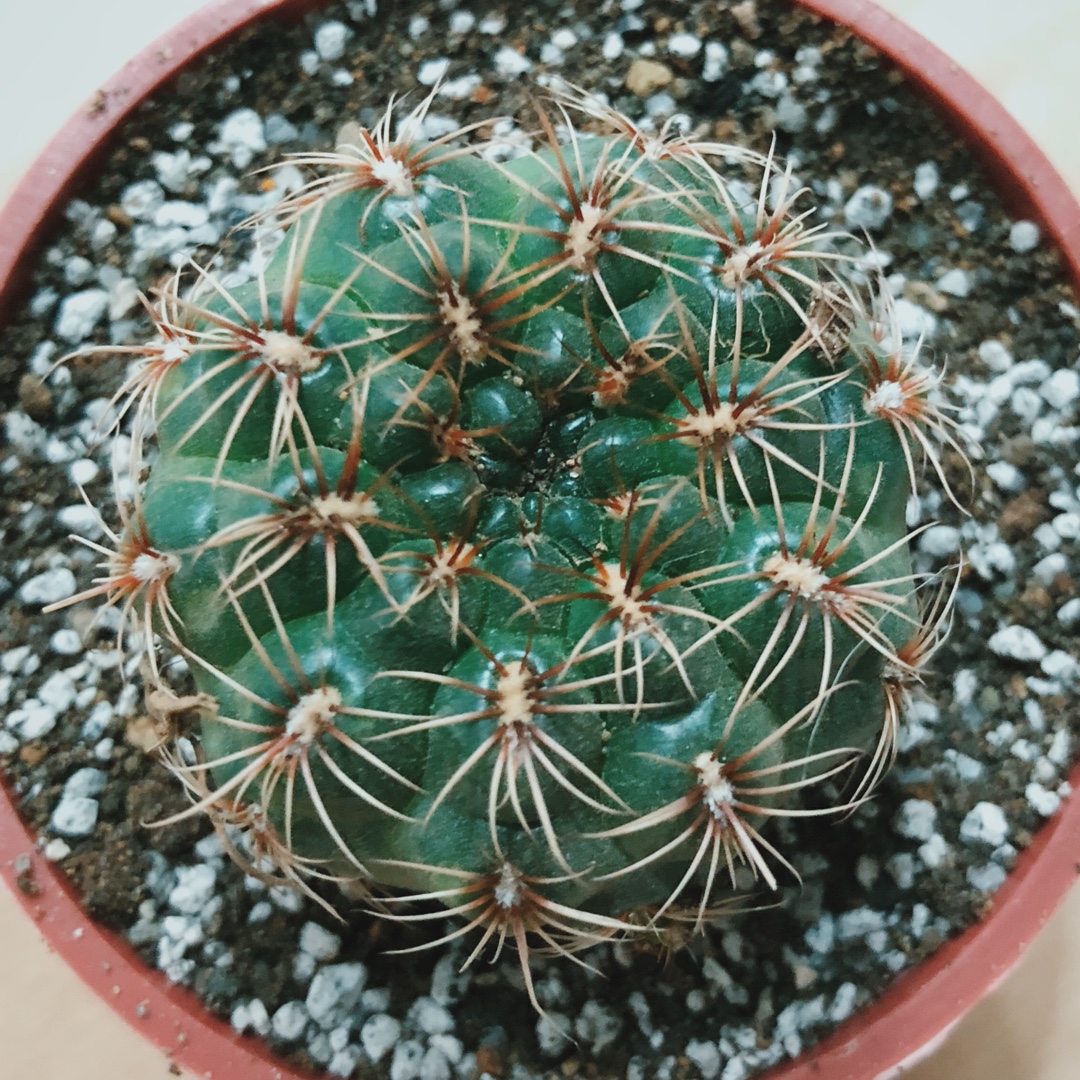 Moon Cactus in the GardenTags plant encyclopedia