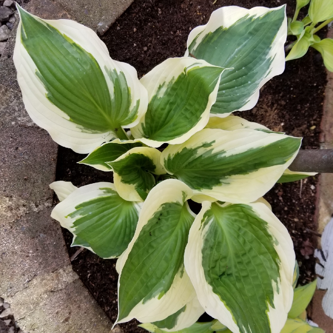 Plantain Lily Moonstruck in the GardenTags plant encyclopedia