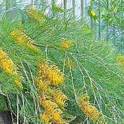 Cooroora Cascade in the GardenTags plant encyclopedia