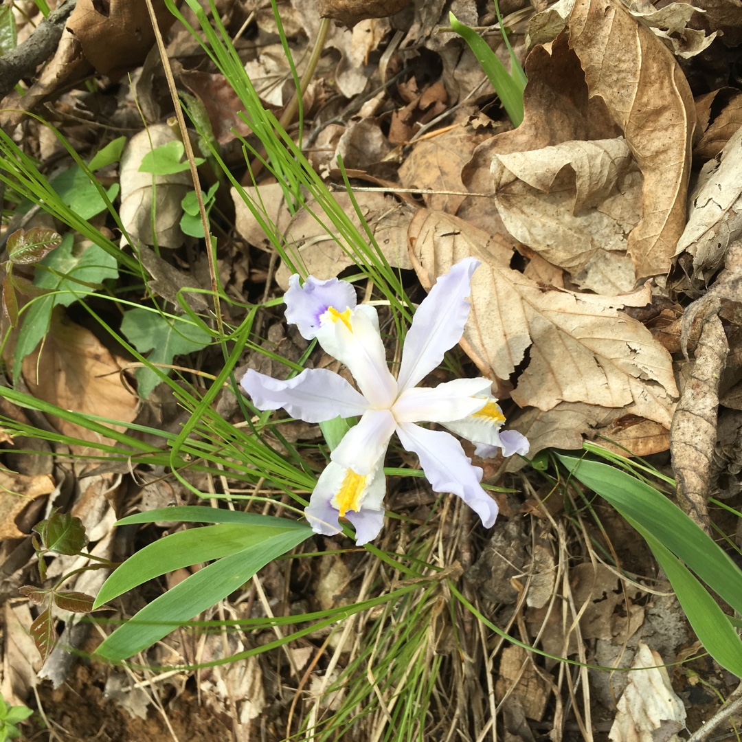 Dwarf Violet Iris in the GardenTags plant encyclopedia