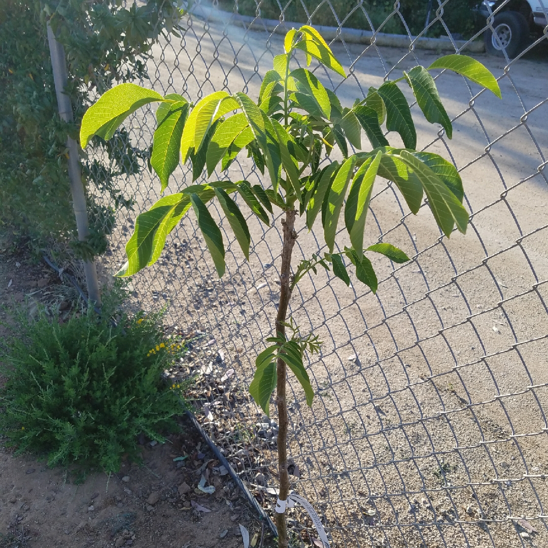 Walnut Tree Carpathian in the GardenTags plant encyclopedia