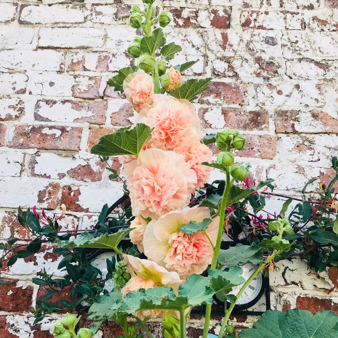 Hollyhock Chaters Double Group Salmon Pink in the GardenTags plant encyclopedia