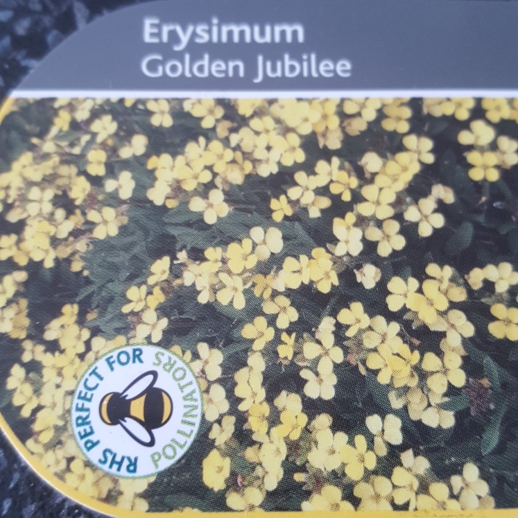 Wallflower Golden Jubilee in the GardenTags plant encyclopedia