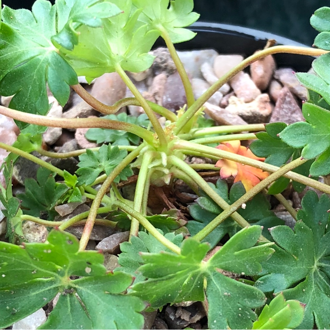 Geranium dalmaticum, Dalmatian Cranesbill in GardenTags plant encyclopedia