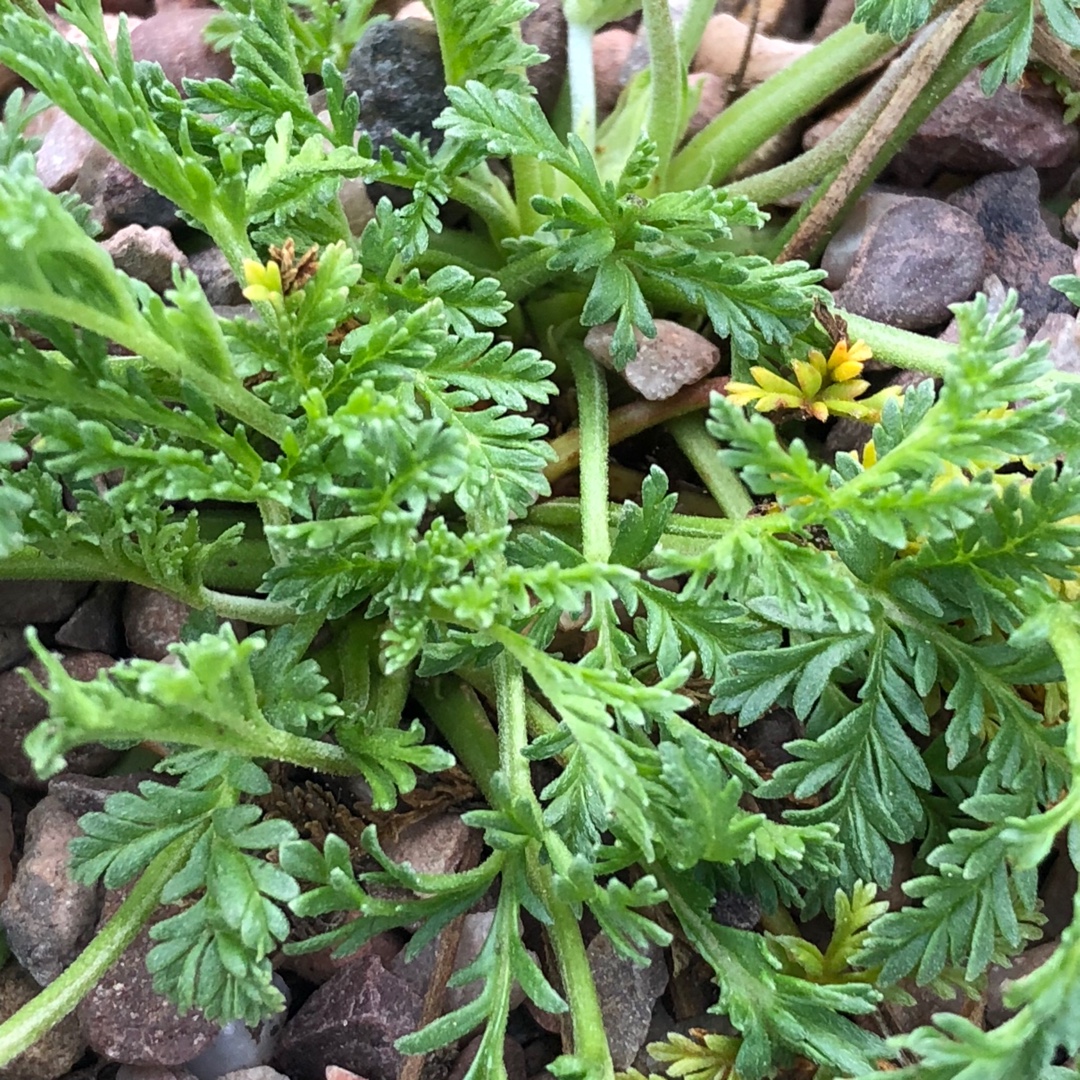 Erodium 'Ardwick Redeye', Storksbill 'Ardwick Redeye' in GardenTags ...