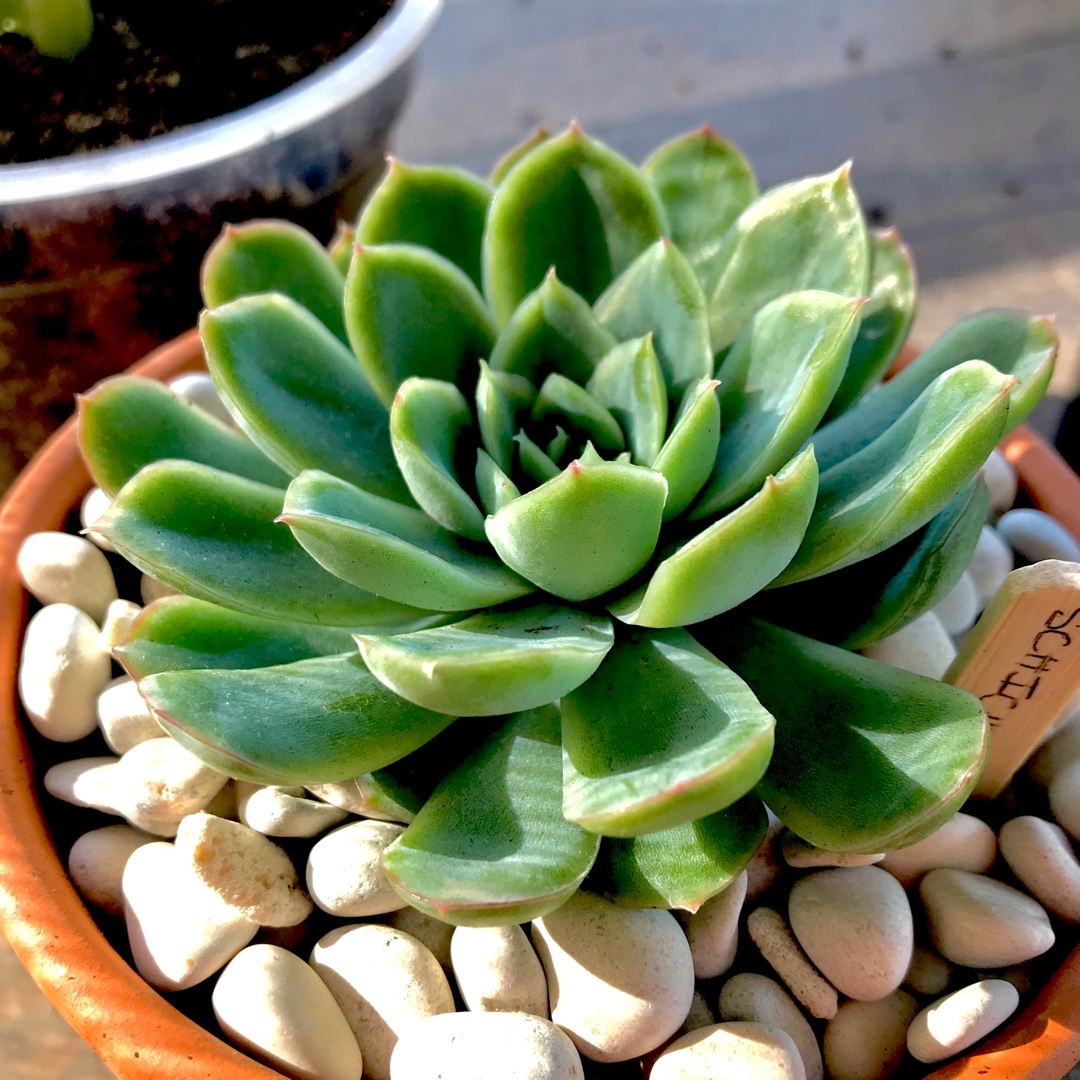 Echeveria Schichi-Kuksi in the GardenTags plant encyclopedia