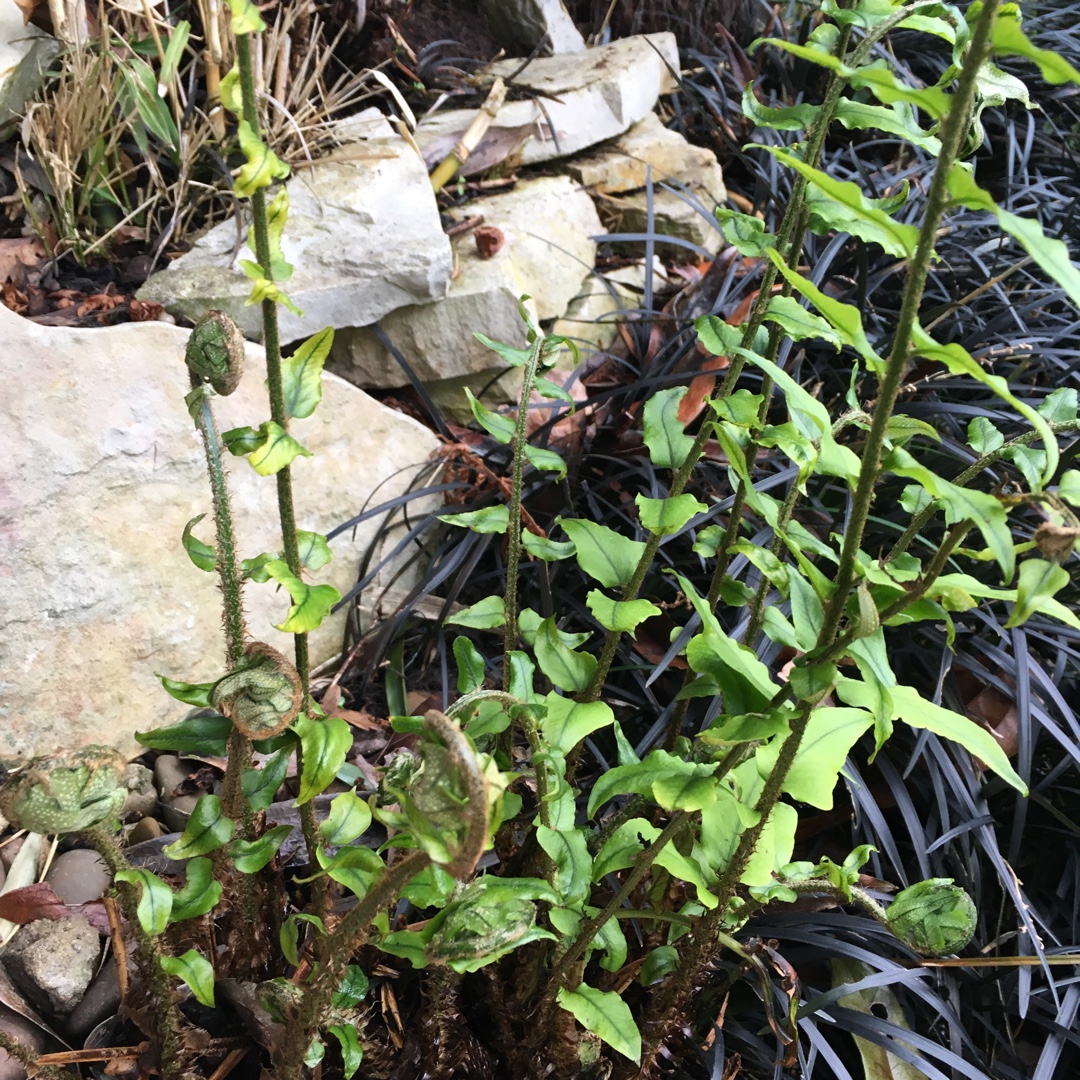 Diamond Maidenhair Fern in the GardenTags plant encyclopedia