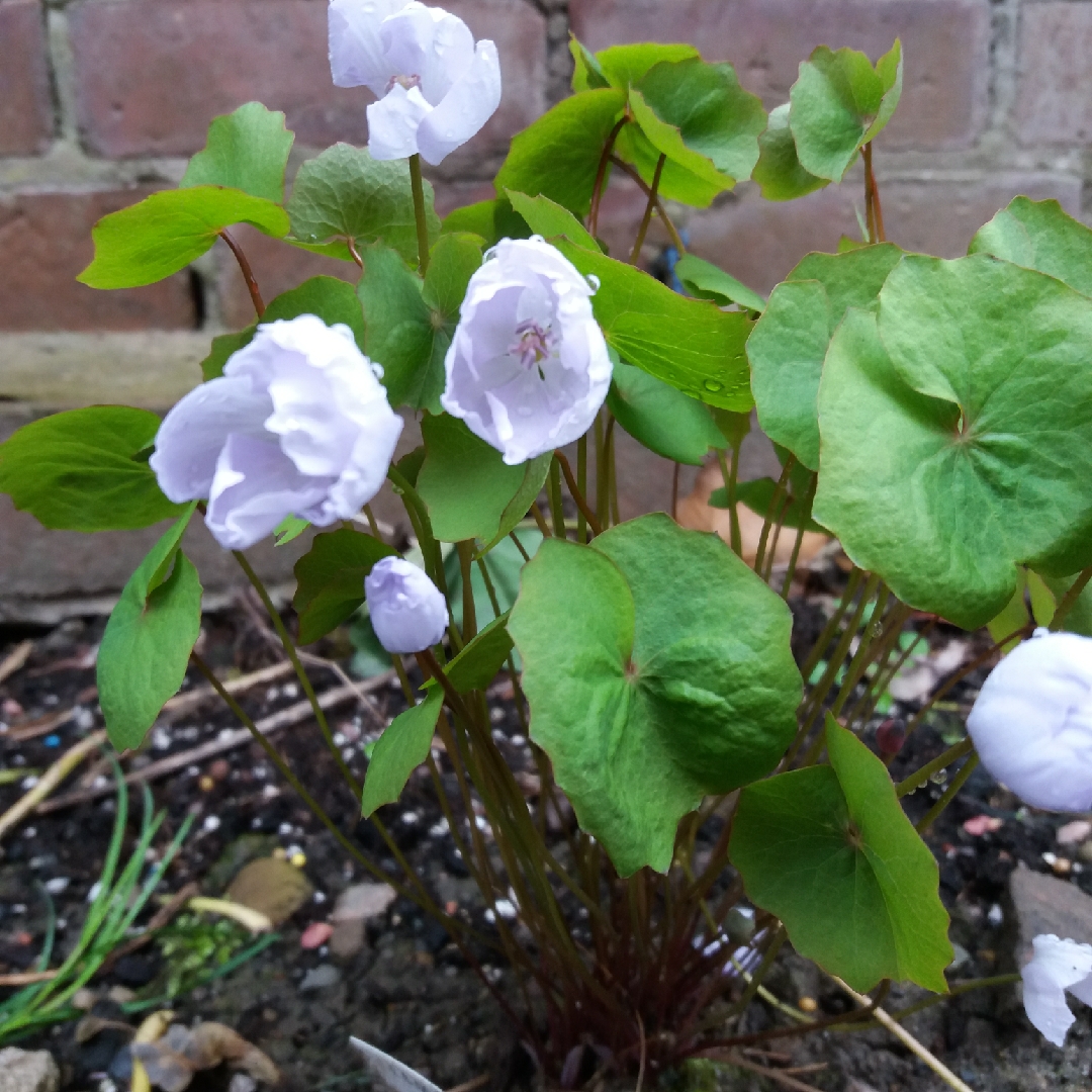 Twinleaf in the GardenTags plant encyclopedia