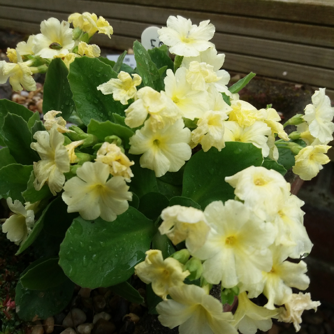 Primula Lindum Celebration in the GardenTags plant encyclopedia