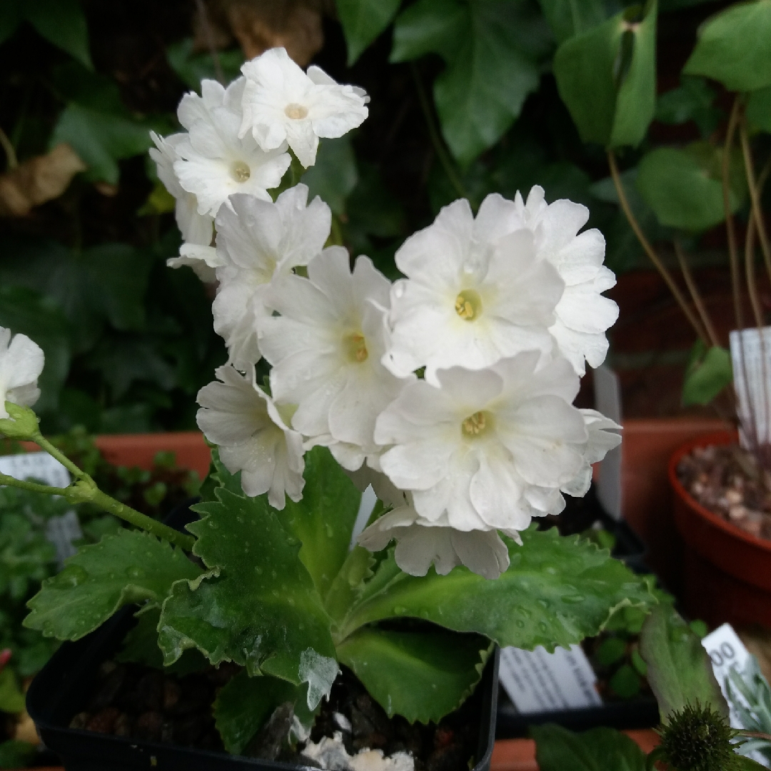 Primula White Lady in the GardenTags plant encyclopedia