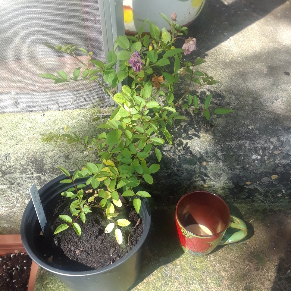 Rose Peggy Martin (Climbing) in the GardenTags plant encyclopedia