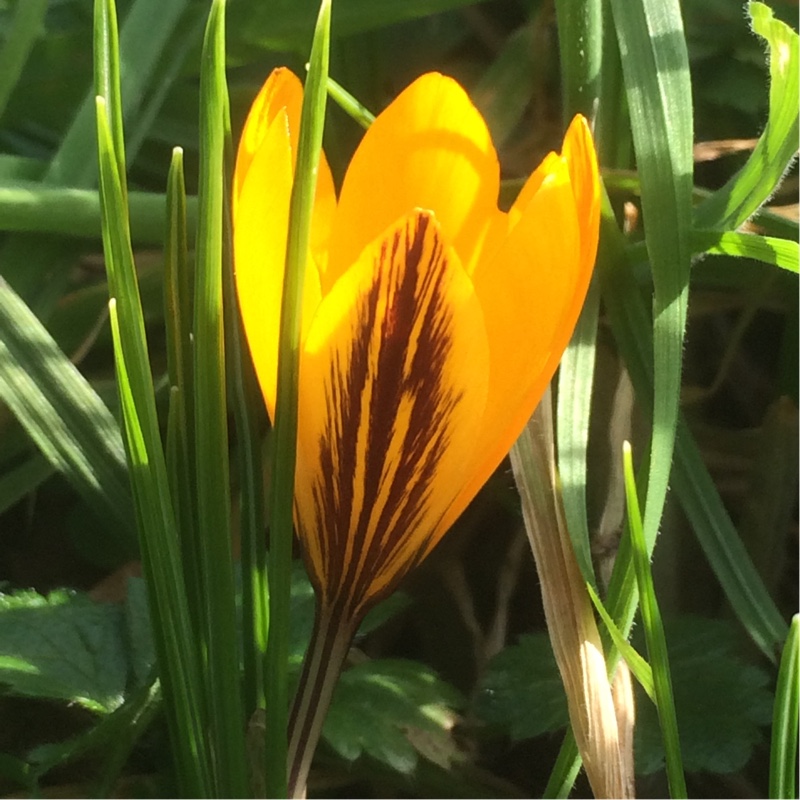 Crocus Stellaris in the GardenTags plant encyclopedia