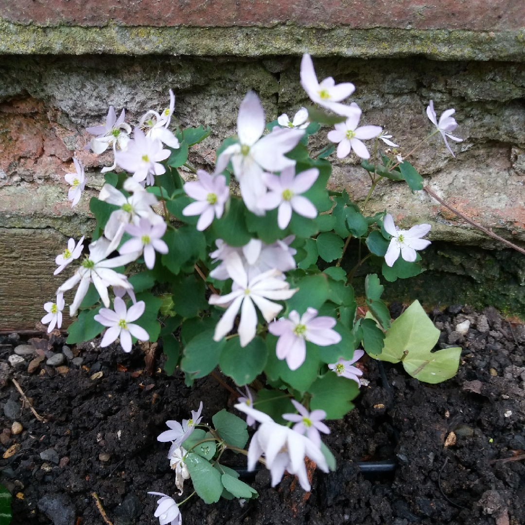 Rue anemone Amelia in the GardenTags plant encyclopedia