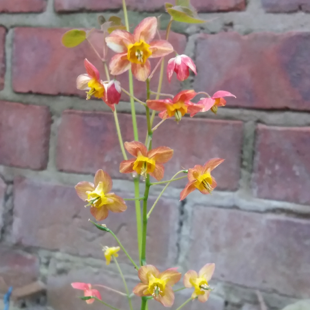 Warley epimedium in the GardenTags plant encyclopedia