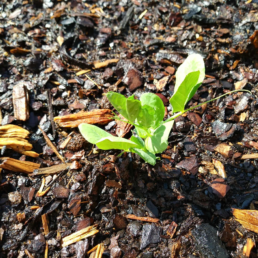 Snow Pea Mammoth Melting Sugar in the GardenTags plant encyclopedia