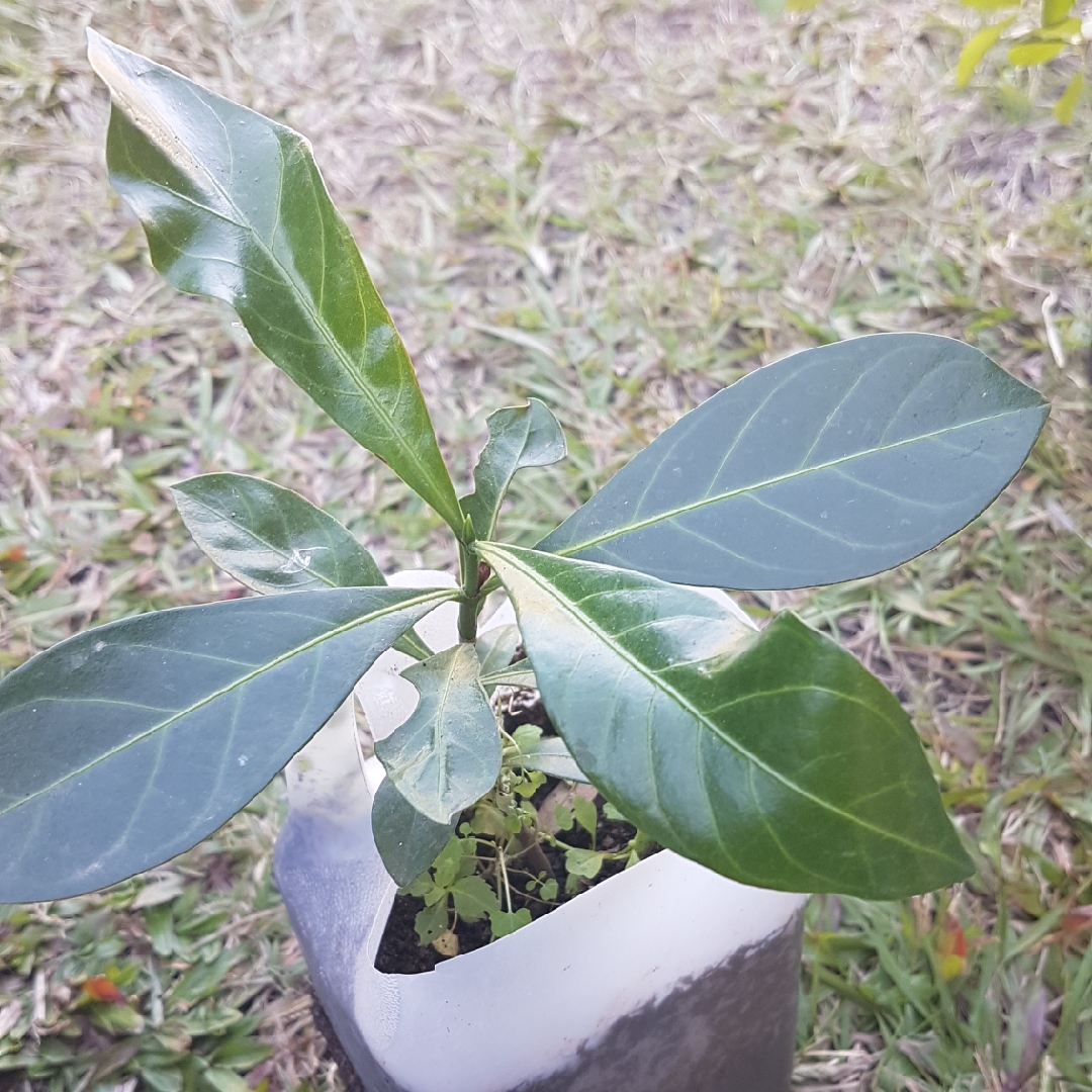 Native Yellow Mangosteen in the GardenTags plant encyclopedia