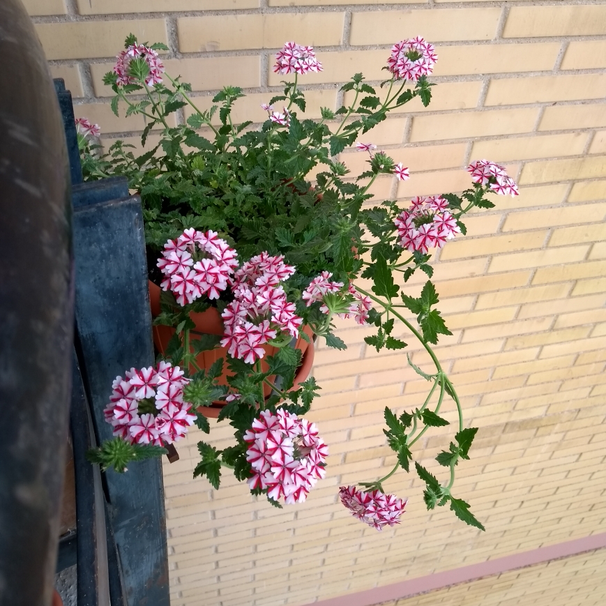 Verbena Lanai® Candy Cane in the GardenTags plant encyclopedia