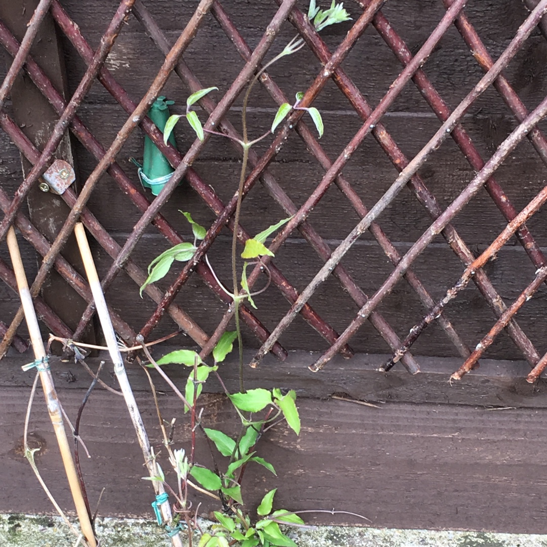 Clematis Barbara Dibley in the GardenTags plant encyclopedia