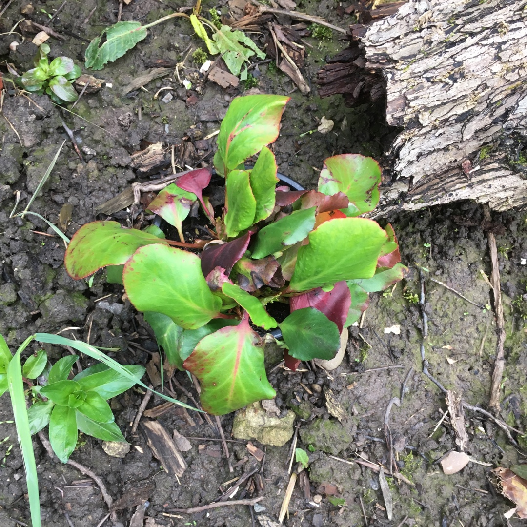 Elephants Ears Eroica in the GardenTags plant encyclopedia