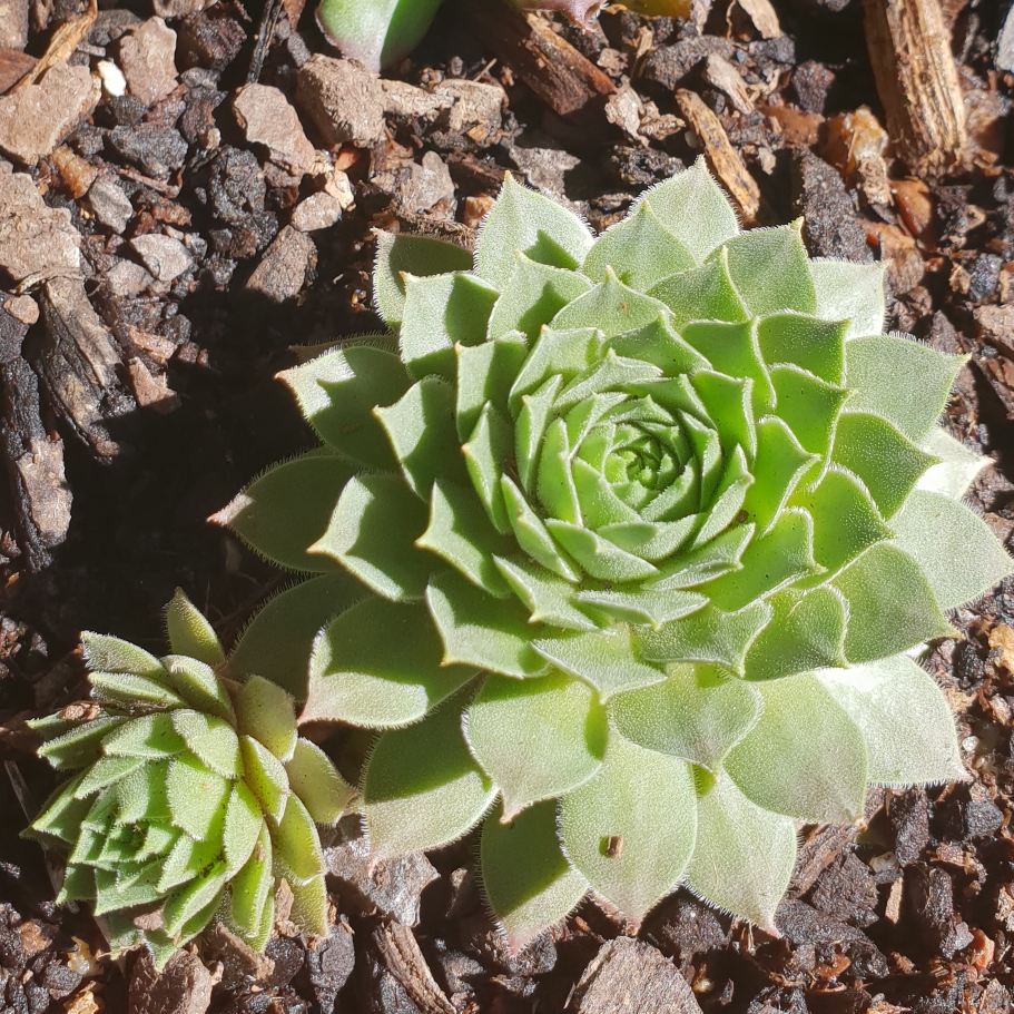 Sempervivum Red King in the GardenTags plant encyclopedia