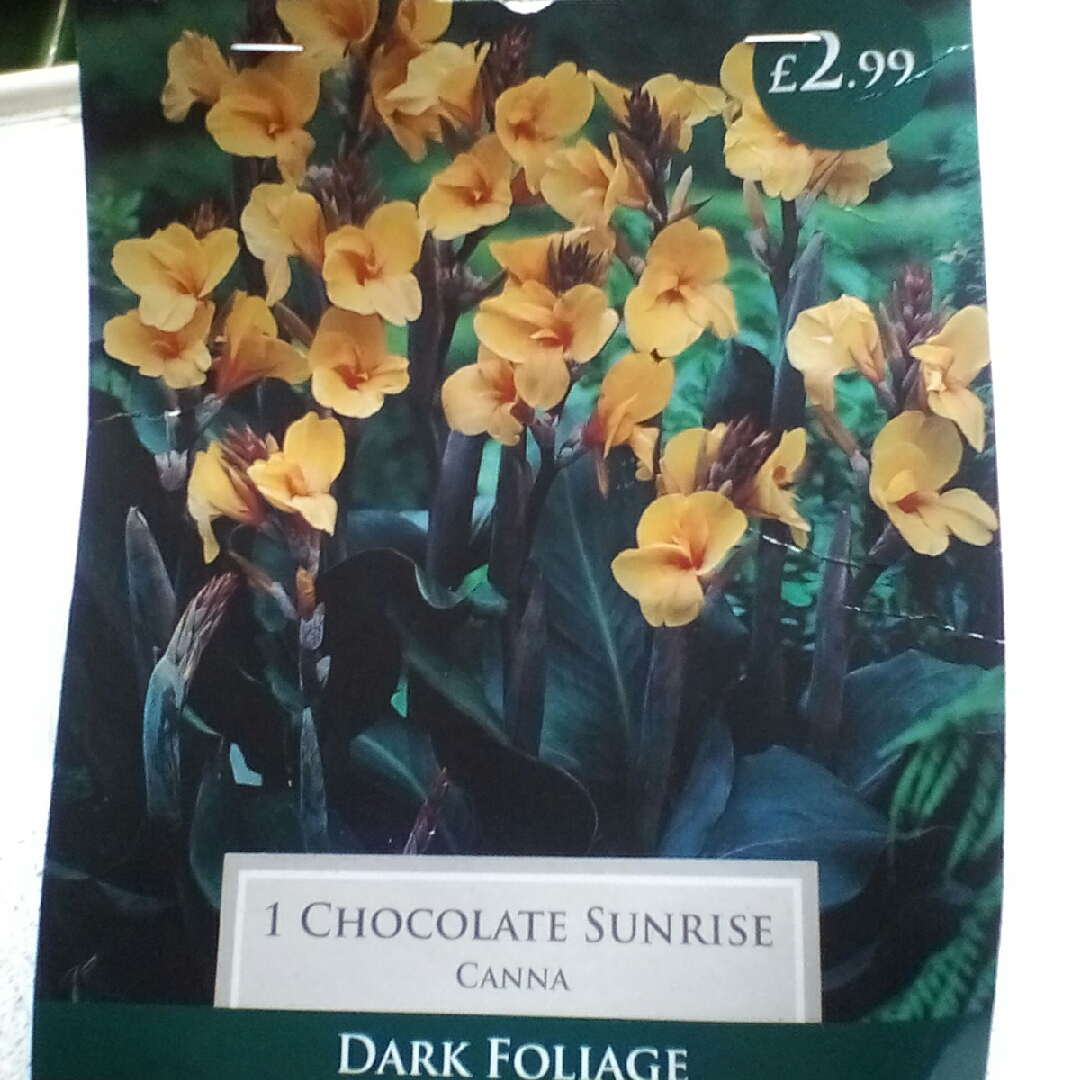 Canna Chocolate Sunrise in the GardenTags plant encyclopedia