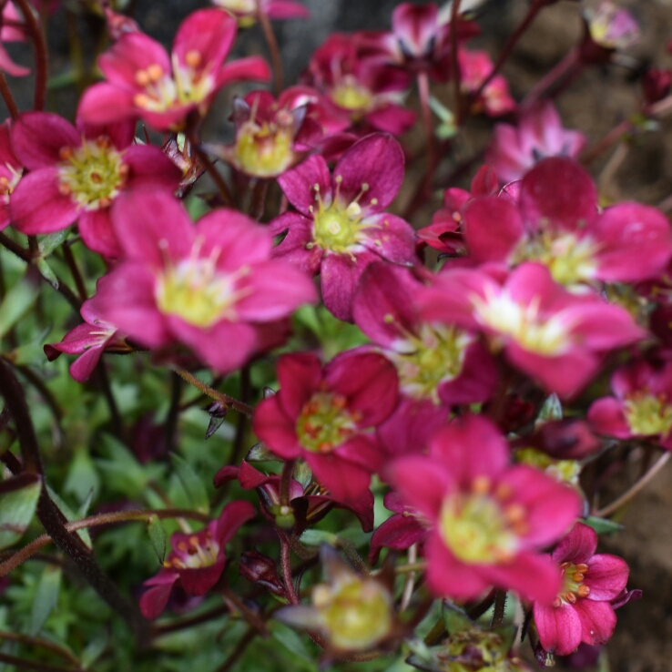 Saxifrage Pixi Pan Red in the GardenTags plant encyclopedia