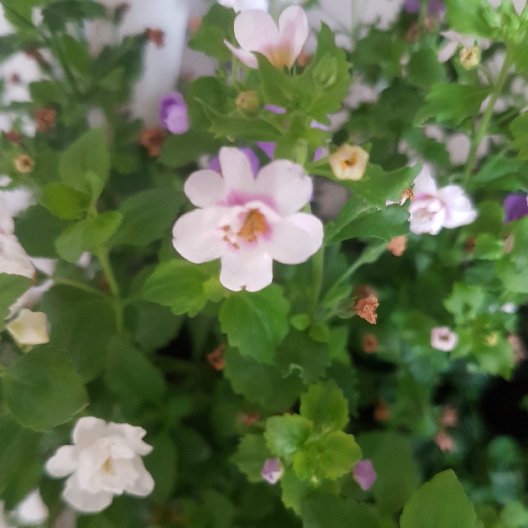 Bacopa in the GardenTags plant encyclopedia