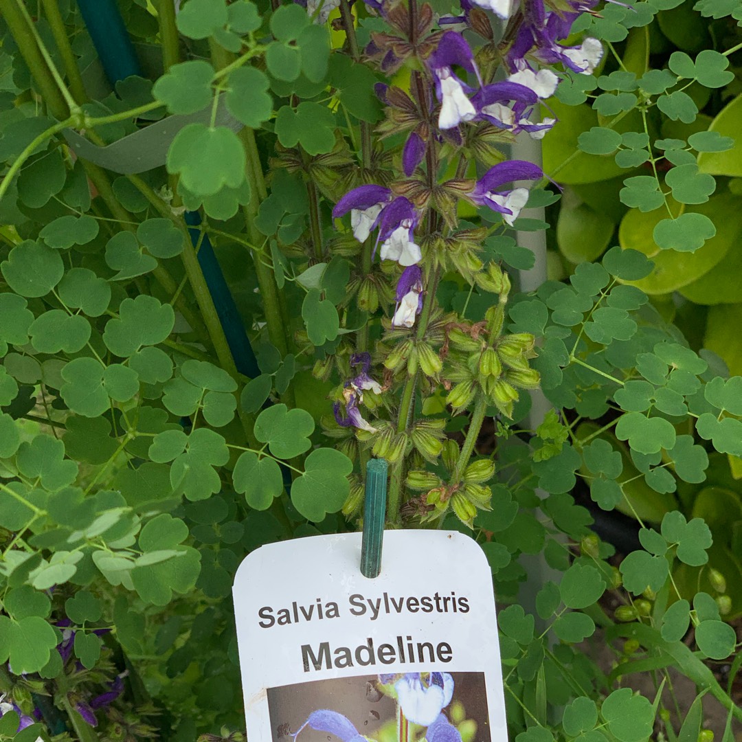 Salvia Madeline in the GardenTags plant encyclopedia