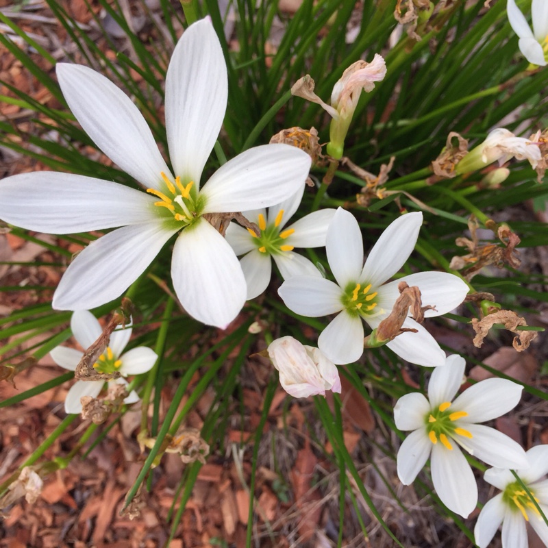 Peruvian Swamp Lily in the GardenTags plant encyclopedia