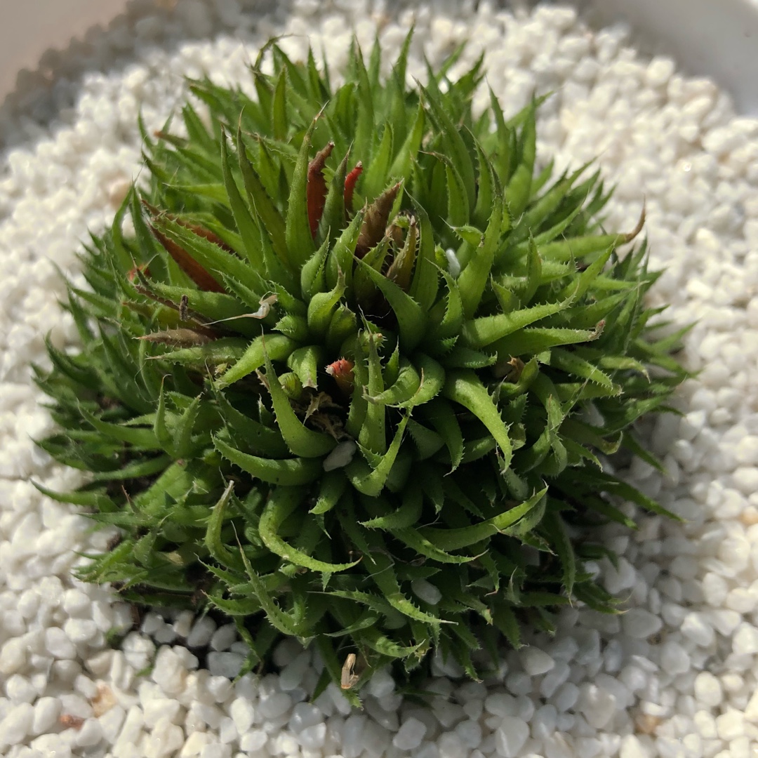 Haworthia Denticulifera in the GardenTags plant encyclopedia