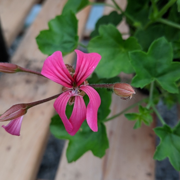 Pelargonium Red Mini Cascade (Ivy Leaved) in the GardenTags plant encyclopedia